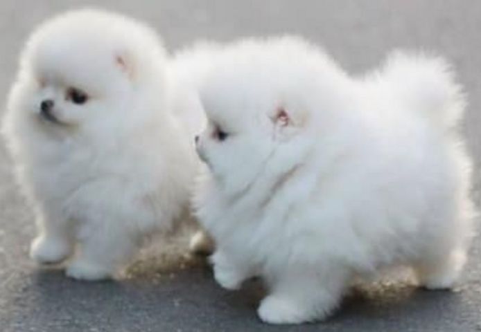 Zwergspitz (pomeranian Spitz)