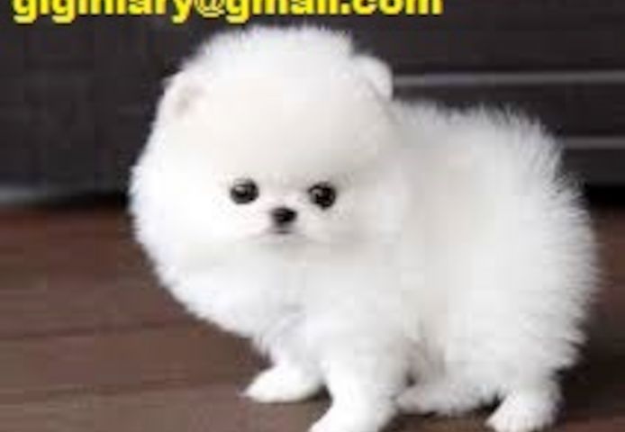 Mini Pomeranian Zwergspitz welpen