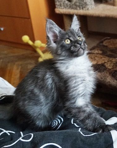 Wunderschöne reinrassige Maine Coon Kitten dürfen ausziehen!
