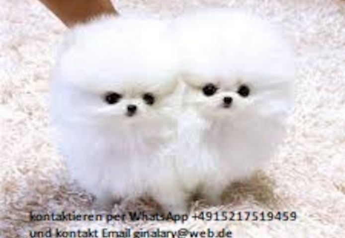 Reinrassige Zwergspitz Pomeranian welpen