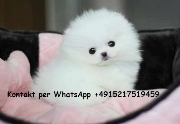 Pomeranian Zwergspitz Welpen