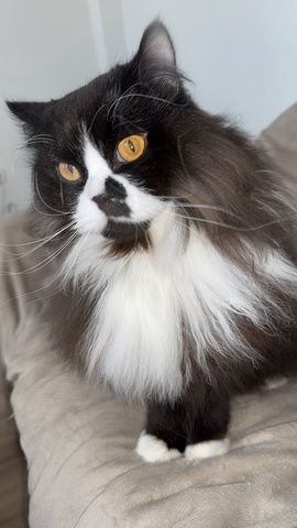 BLH Kater