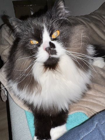 BLH Kater