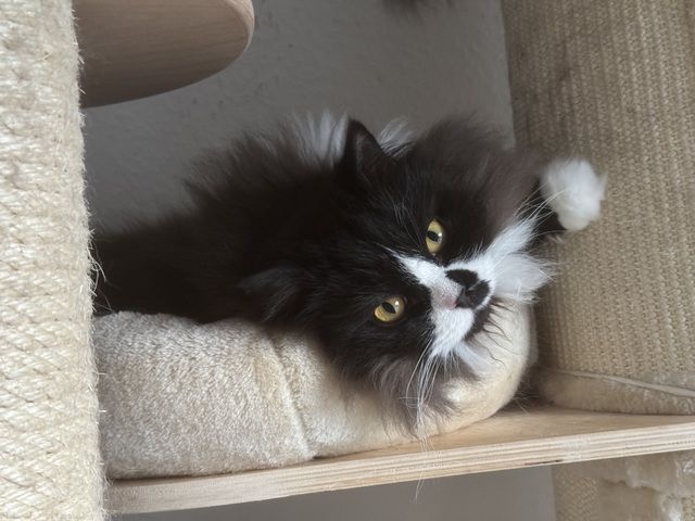 BLH Kater