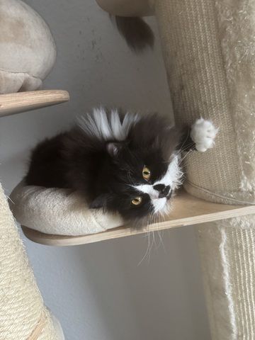 BLH Kater