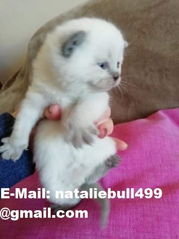 Ragdoll-Kätzchen ,.