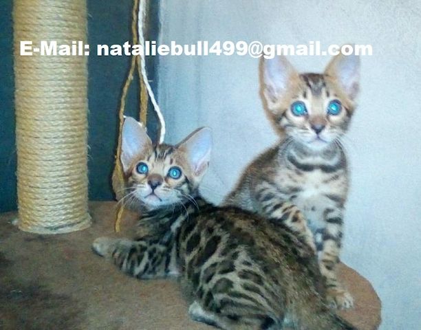 Bengal Kitten m/w