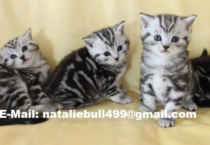 BKH-Kitten mit dem Stammbaum,,