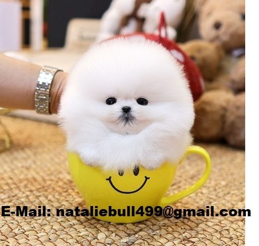 MINI POMERANIAN ZWERGSPITZ BOO WELPEN