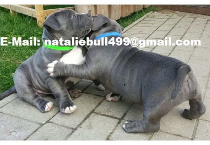 American Blue-Line Pit Bull Terrier Welpen ..