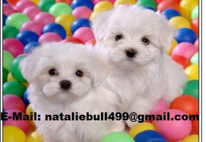 Malteser Welpen