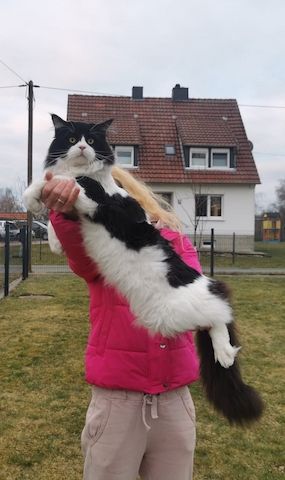 Maine Coon Deckkater