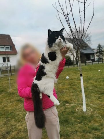 Maine Coon Deckkater