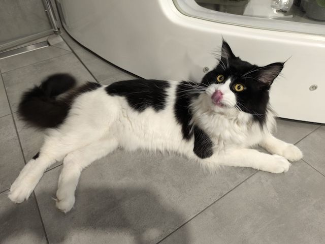 Maine Coon Deckkater