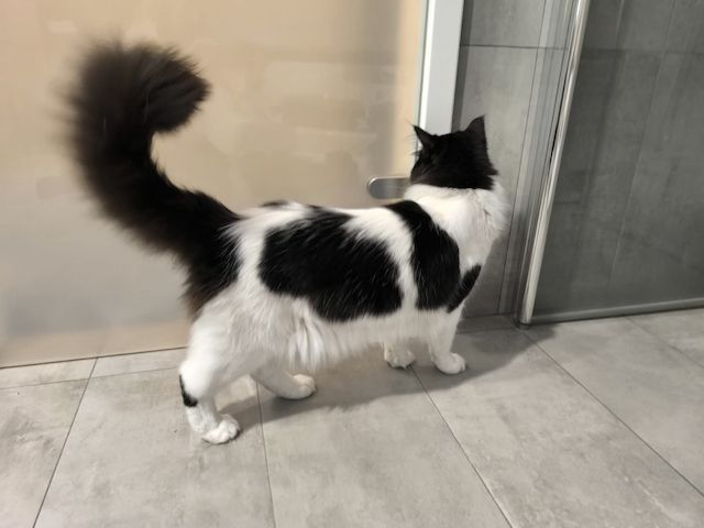 Maine Coon Deckkater