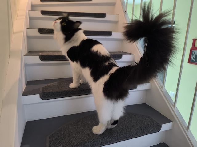Maine Coon Deckkater