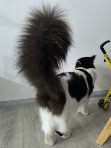 Maine Coon Deckkater