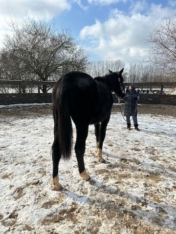 Deutsches Sportpferd sucht Bestplatz
