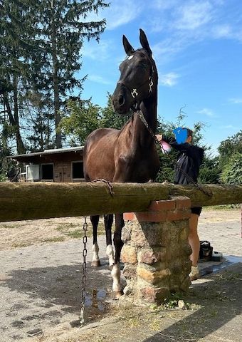 Deutsches Sportpferd sucht Bestplatz
