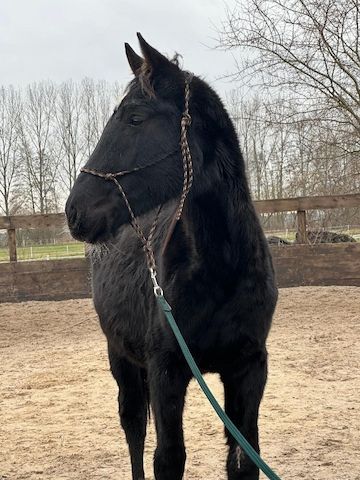 Deutsches Sportpferd sucht Bestplatz