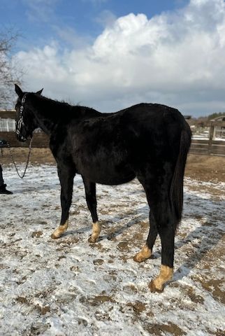 Deutsches Sportpferd sucht Bestplatz