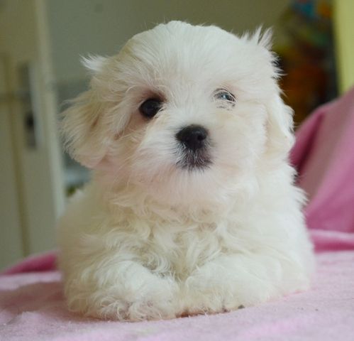 Mini Malteser welpen