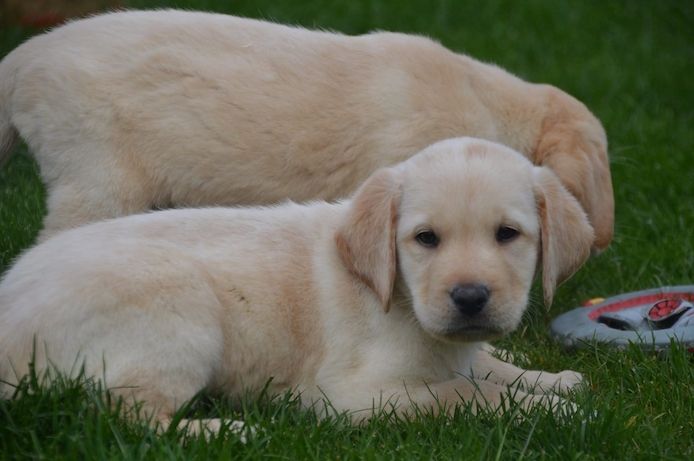 Schöne Labrador Welpen