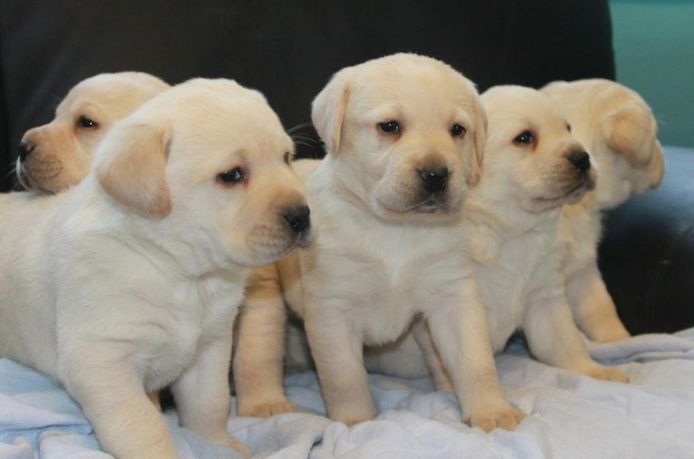 Schöne Labrador Welpen
