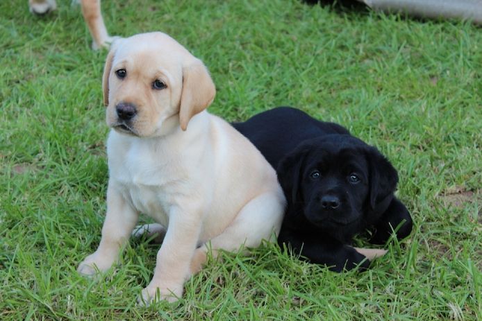 Labrador Welpen (Männchen und Weibchen)