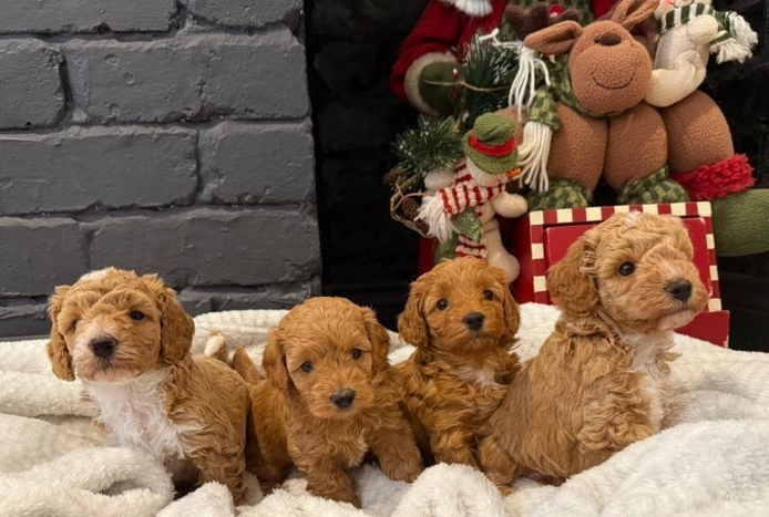 Entzückende Maltipoo-Welpen