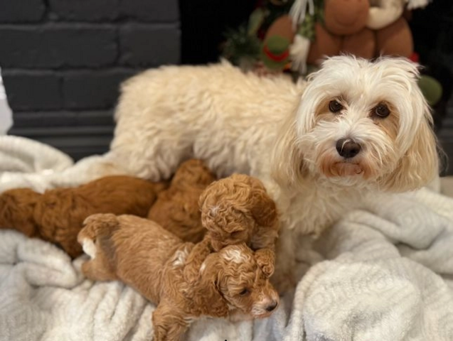 Entzückende Maltipoo-Welpen