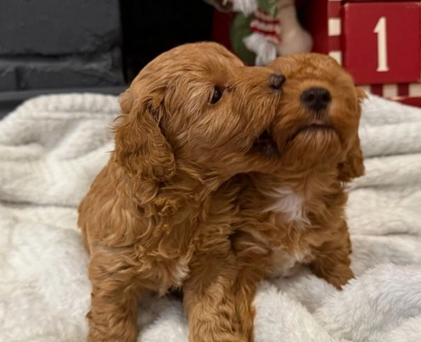 Entzückende Maltipoo-Welpen