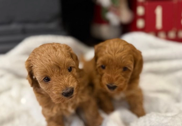 Entzückende Maltipoo-Welpen