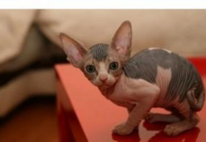 Sphynx-Kätzchen jetzt erhältlich Für Sie und Ihre Familie
