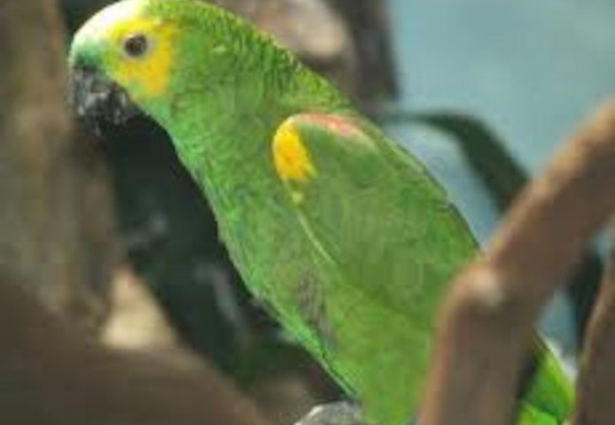Amazonen papageien