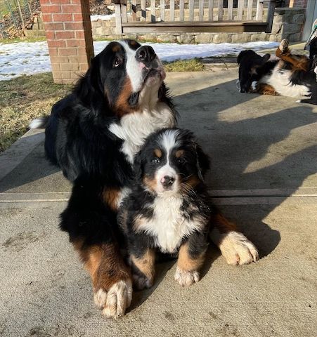 Wunderschöne Berner Sennenhundwelpen aus Familienaufzucht – abholbereit