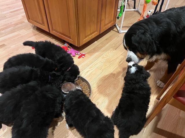 Wunderschöne Berner Sennenhundwelpen aus Familienaufzucht – abholbereit
