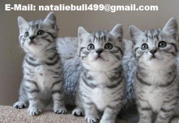 BKH Britisch Kurzhaar Katzen mit Stammbaum,,
