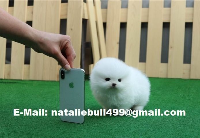 MINI POMERANIAN ZWERGSPITZ