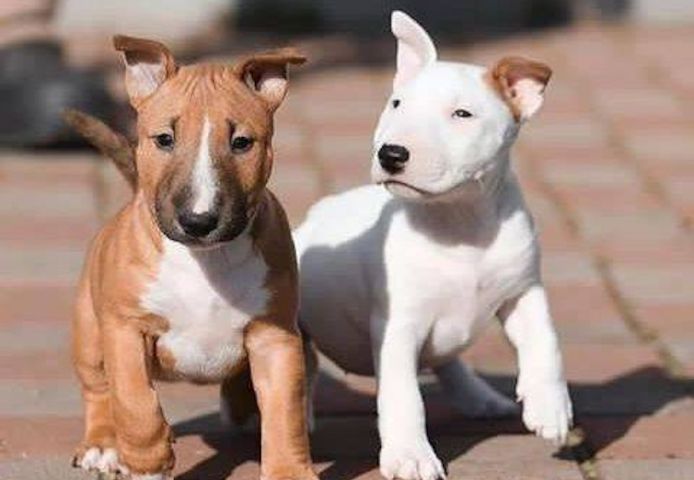 Zuckersüße Liver Miniatur Bullterrier Welpen suchen ihr perfektes  Hause