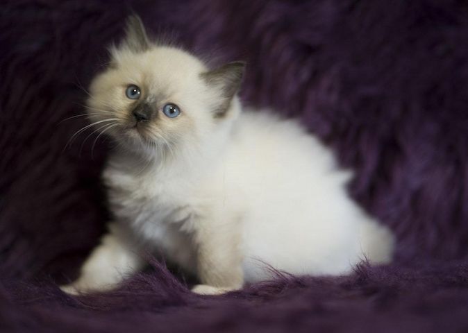 Ragdoll-Kätzchen zu verkaufen