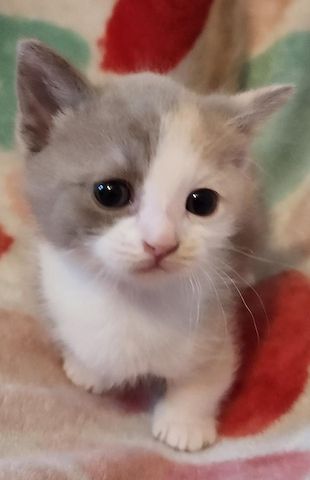 Munchkin Kätzchen
