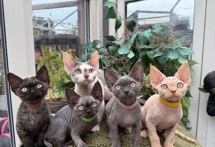 Devon Rex zu verkaufen