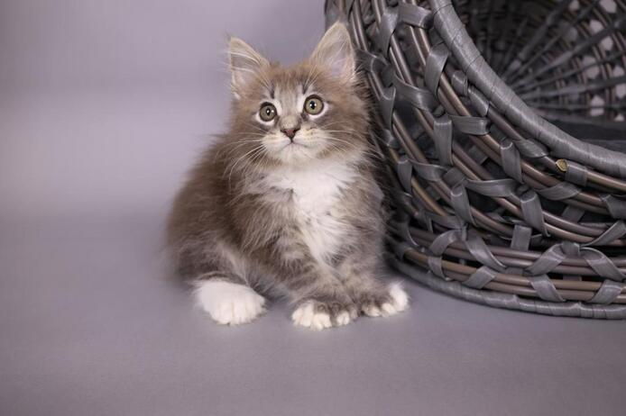Maine-Coon-Kätzchen zu verkaufen