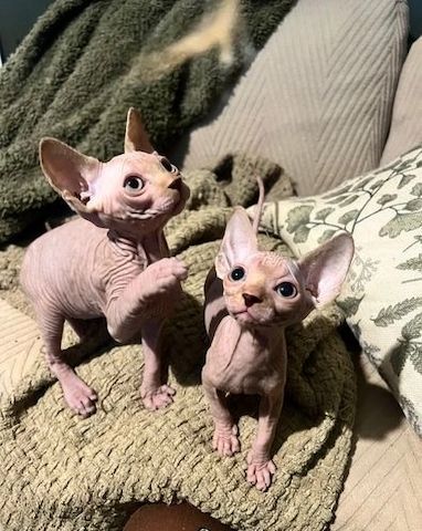 Sphynx-Kätzchen zu verkaufen