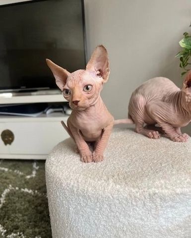 Sphynx-Kätzchen zu verkaufen