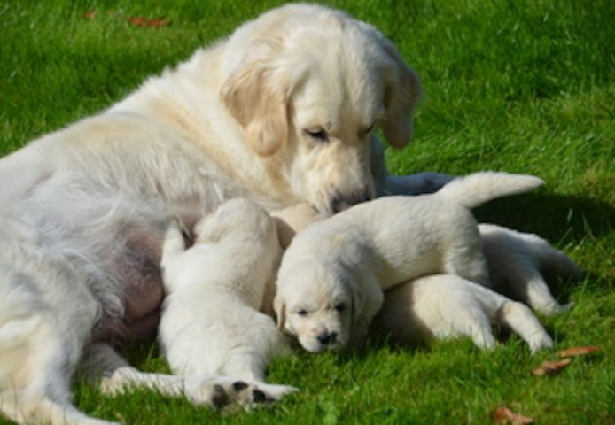 Gesunde Golden Retriever Welpen für Sie.