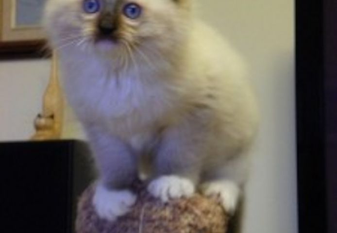 Ragdoll-Kätzchen