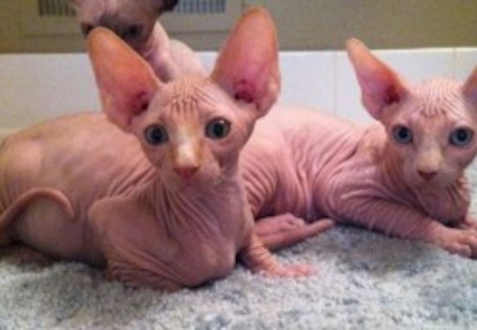 Sphynx-Kätzchen!