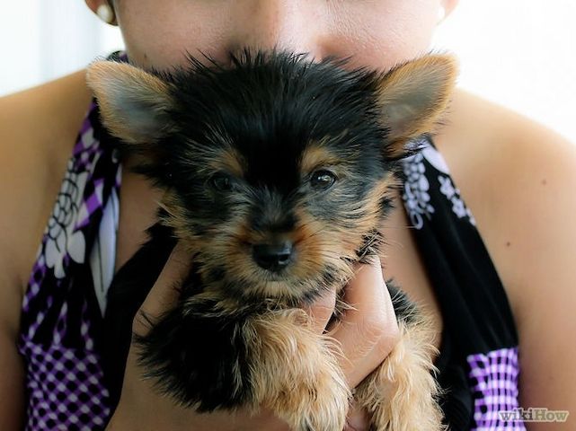Süße Yorkie-Welpen verfügbar